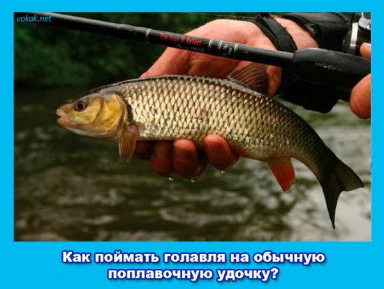 How to catch a head on a regular floating rod? How to catch the head on an ordinary floating rod?