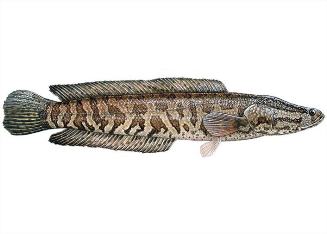 Snakeheads